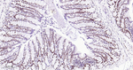 EHMT2 Antibody in Immunohistochemistry (Paraffin) (IHC (P))