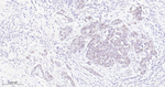 EHMT2 Antibody in Immunohistochemistry (Paraffin) (IHC (P))