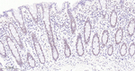 EHMT2 Antibody in Immunohistochemistry (Paraffin) (IHC (P))