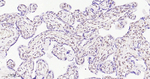 EHMT2 Antibody in Immunohistochemistry (Paraffin) (IHC (P))