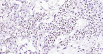 EHMT2 Recombinant Rabbit Monoclonal Antibody (1E12)