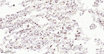 EHMT2 Antibody in Immunohistochemistry (Paraffin) (IHC (P))