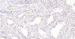 EHMT2 Antibody in Immunohistochemistry (Paraffin) (IHC (P))