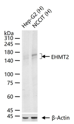 EHMT2 Antibody in Western Blot (WB)