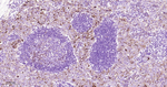 Podocalyxin Antibody in Immunohistochemistry (Paraffin) (IHC (P))