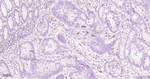 Podocalyxin Antibody in Immunohistochemistry (Paraffin) (IHC (P))