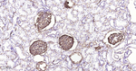 Podocalyxin Antibody in Immunohistochemistry (Paraffin) (IHC (P))