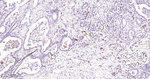 Podocalyxin Antibody in Immunohistochemistry (Paraffin) (IHC (P))