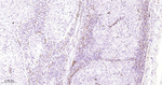 Podocalyxin Antibody in Immunohistochemistry (Paraffin) (IHC (P))