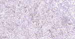 Podocalyxin Recombinant Rabbit Monoclonal Antibody (8E5)