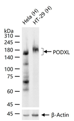 Podocalyxin Antibody in Western Blot (WB)