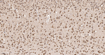eIF1AX Antibody in Immunohistochemistry (Paraffin) (IHC (P))