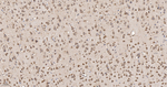 eIF1AX Antibody in Immunohistochemistry (Paraffin) (IHC (P))