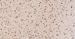 eIF1AX Antibody in Immunohistochemistry (Paraffin) (IHC (P))