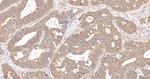 eIF1AX Recombinant Rabbit Monoclonal Antibody (1E8)