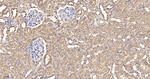 eIF1AX Antibody in Immunohistochemistry (Paraffin) (IHC (P))