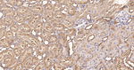 eIF1AX Antibody in Immunohistochemistry (Paraffin) (IHC (P))