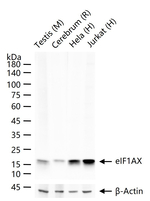 eIF1AX Antibody in Western Blot (WB)