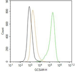 GCSAM Antibody in Flow Cytometry (Flow)