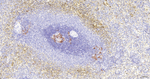GCSAM Antibody in Immunohistochemistry (Paraffin) (IHC (P))