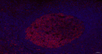 GCSAM Antibody in Immunohistochemistry (Paraffin) (IHC (P))