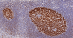 GCSAM Antibody in Immunohistochemistry (Paraffin) (IHC (P))