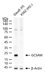 GCSAM Antibody in Western Blot (WB)