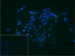 Nkx2.2 Recombinant Rabbit Monoclonal Antibody (19B8)