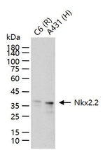 Nkx2.2 Antibody in Western Blot (WB)