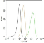 FDFT1 Antibody in Flow Cytometry (Flow)