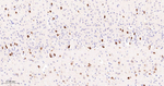 FDFT1 Antibody in Immunohistochemistry (Paraffin) (IHC (P))