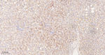 FDFT1 Antibody in Immunohistochemistry (Paraffin) (IHC (P))