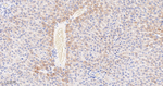 FDFT1 Antibody in Immunohistochemistry (Paraffin) (IHC (P))