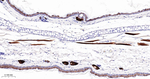 FDFT1 Antibody in Immunohistochemistry (Paraffin) (IHC (P))