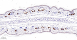 FDFT1 Antibody in Immunohistochemistry (Paraffin) (IHC (P))