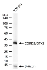 CRX Antibody in Western Blot (WB)