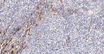 TAGLN Recombinant Rabbit Monoclonal Antibody (2F8)