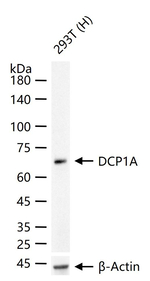 DCP1A Antibody in Western Blot (WB)