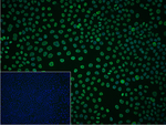 hnRNP U Recombinant Rabbit Monoclonal Antibody (5H8)