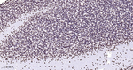 hnRNP U Antibody in Immunohistochemistry (Paraffin) (IHC (P))