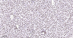 hnRNP U Antibody in Immunohistochemistry (Paraffin) (IHC (P))