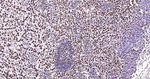 hnRNP U Antibody in Immunohistochemistry (Paraffin) (IHC (P))