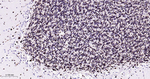 hnRNP U Antibody in Immunohistochemistry (Paraffin) (IHC (P))