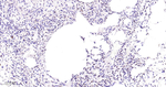 hnRNP U Antibody in Immunohistochemistry (Paraffin) (IHC (P))