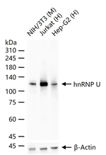 hnRNP U Antibody in Western Blot (WB)