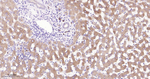 PRDX4 Antibody in Immunohistochemistry (Paraffin) (IHC (P))