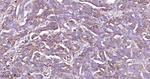 PRDX4 Recombinant Rabbit Monoclonal Antibody (1D4)