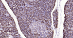 PRDX4 Antibody in Immunohistochemistry (Paraffin) (IHC (P))