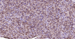 PRDX4 Antibody in Immunohistochemistry (Paraffin) (IHC (P))