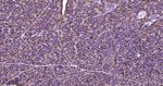 PRDX4 Antibody in Immunohistochemistry (Paraffin) (IHC (P))